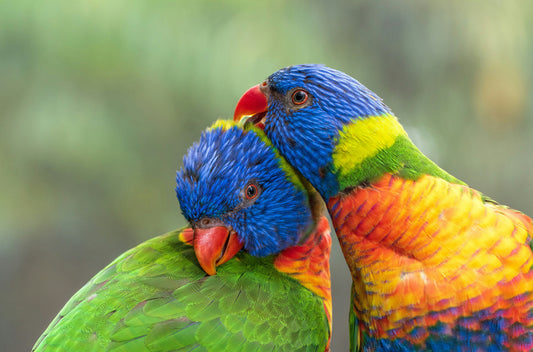 Feeding the Future: How Smart Bird Feeders Help Wildlife and the Planet