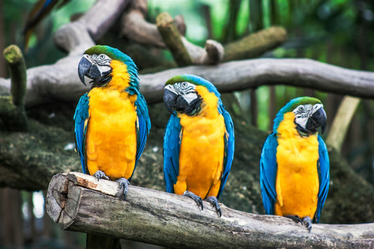Bringing the Birds Closer: How a Smart Bird Feeder Can Transform Your Outdoor Space