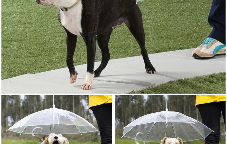 Transparent Dog Umbrella with Integrated Leash