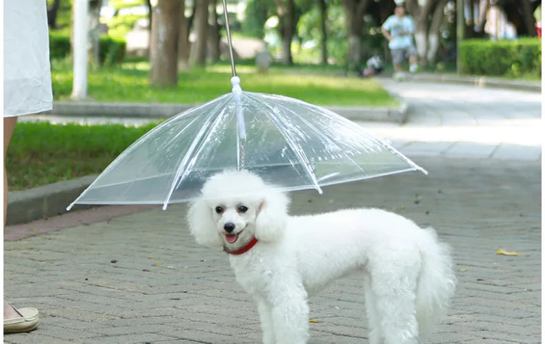 Transparent Dog Umbrella with Integrated Leash