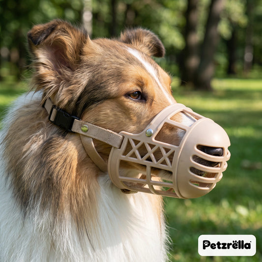 Petzrella basket muzzle worn by a collie-type dog on a walk in a green park