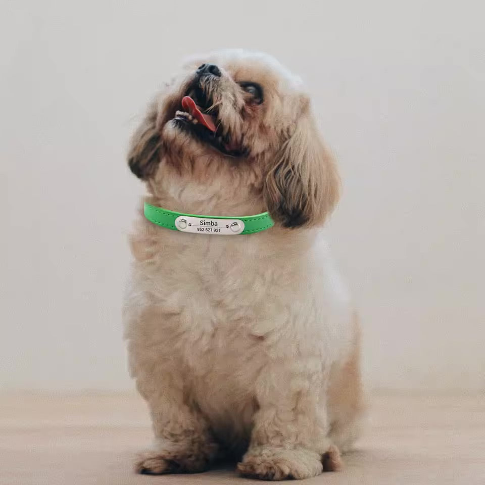 Personalised Collar