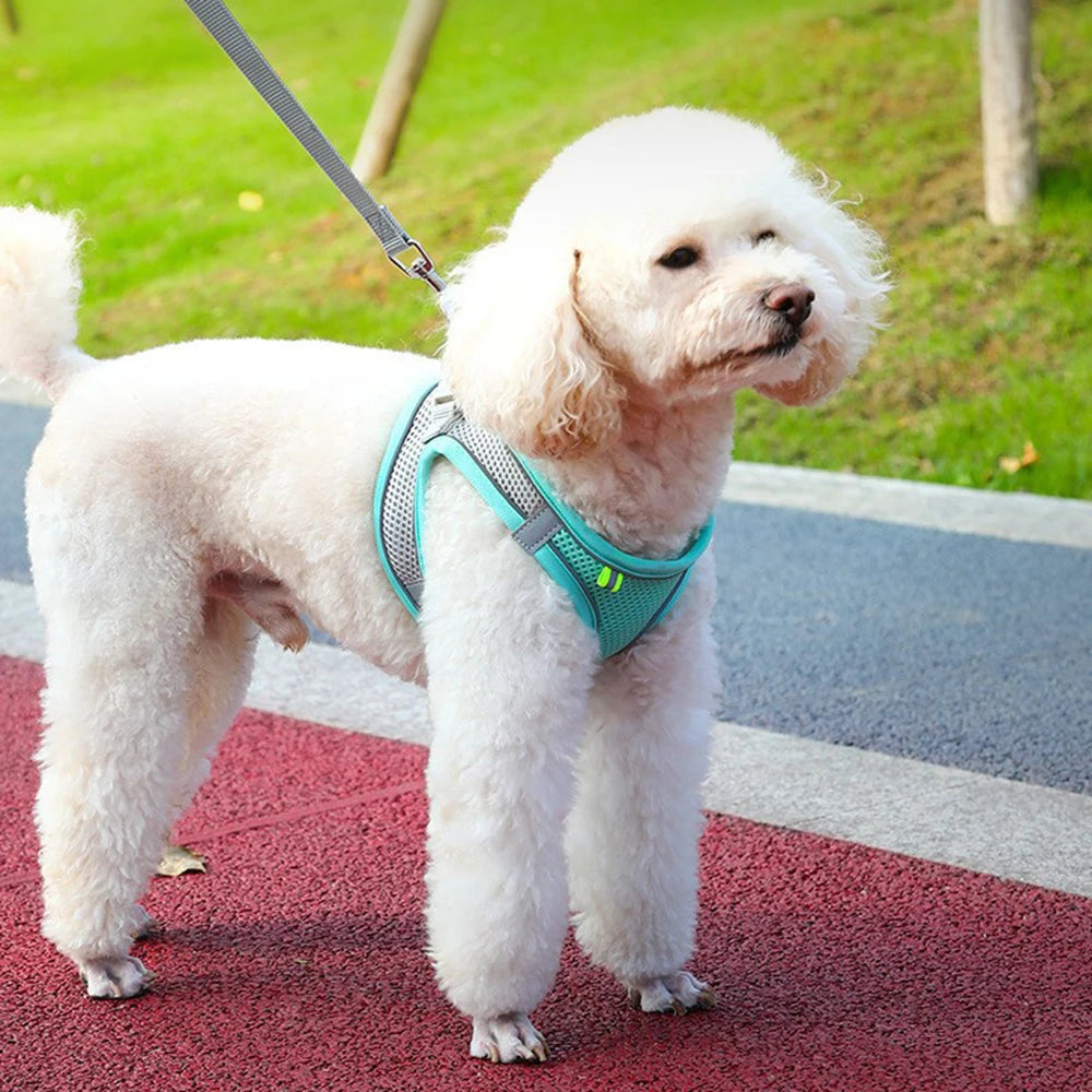 Petzrella Reflektierendes Gepolstertes
Hundegeschirr & Leinenset