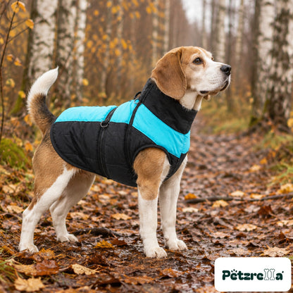 Petzrella Waterproof Winter Dog Coat on a beagle in autumn woodland