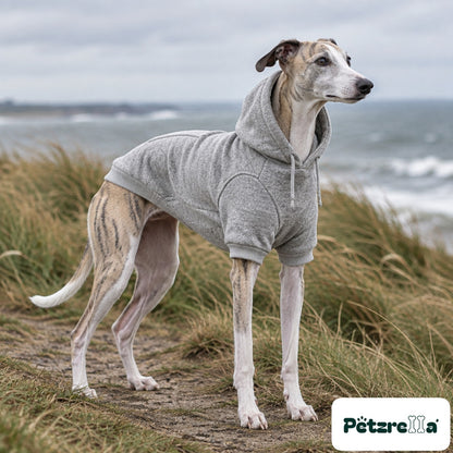 Petzrella Fleece Dog Hoodie on a whippet on a coastal path
