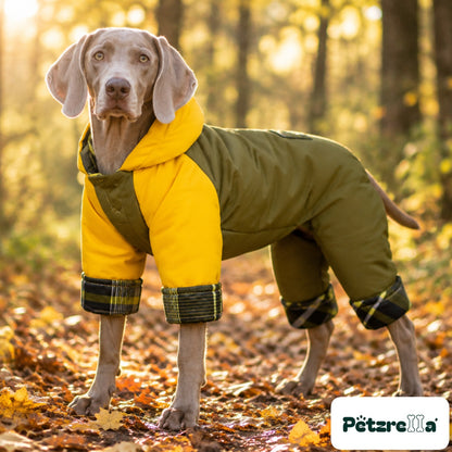 Petzrella Waterproof Dog Jumpsuit on a Weimaraner in autumn woodland