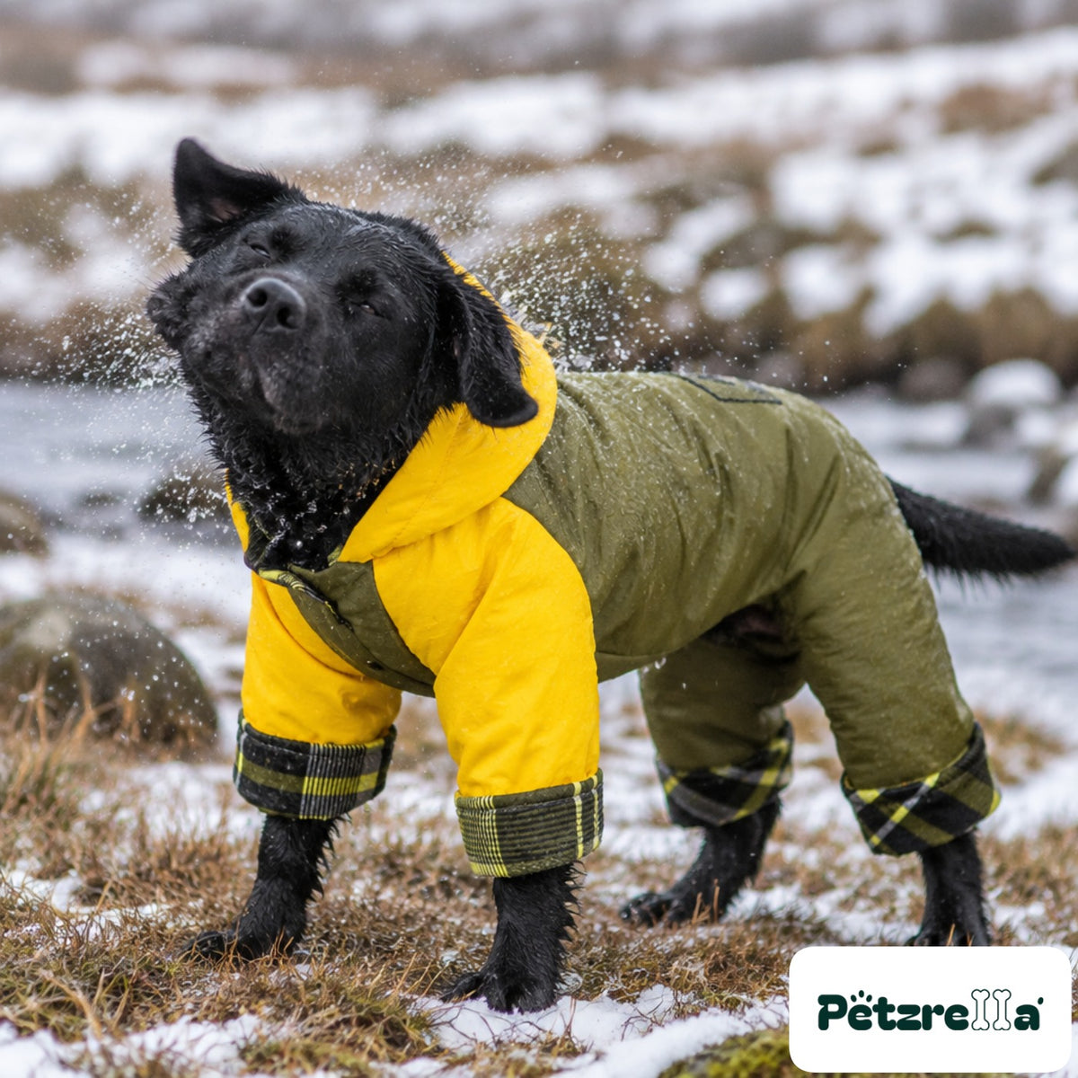 Petzrella Waterproof Dog Jumpsuit on a black Labrador by a winter stream