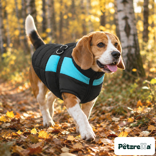 Petzrella All-Size Dog Winter Jacket - Blue, worn by a beagle on a forest path