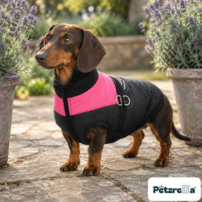 Petzrella All-Size Dog Winter Jacket - Pink, worn by a dachshund on a garden terrace
