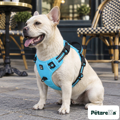 Petzrella Reflective No-Pull Dog Harness - French Bulldog outside cafe