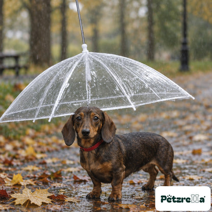 Petzrella Transparent Pet Umbrella - Dachshund on rainy park path
