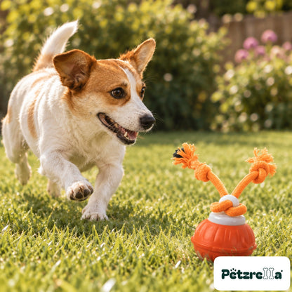 Petzrella Sonic-Play Smart Dog Ball - Jack Russell on garden lawn