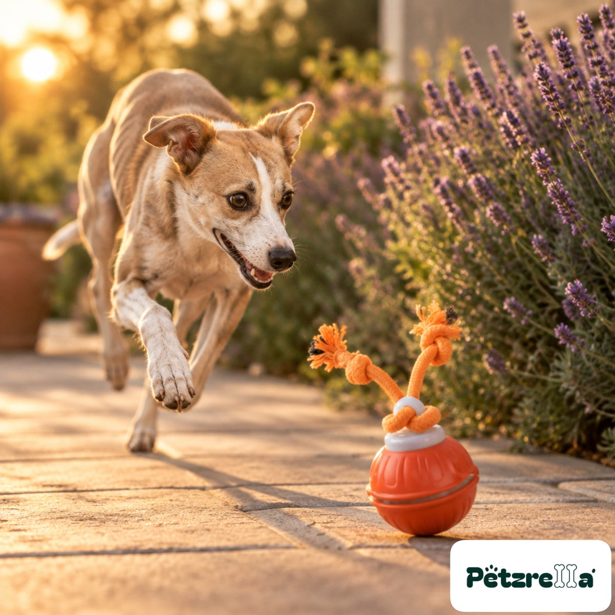 Petzrella Sonic-Play Smart Dog Ball - Whippet on garden terrace