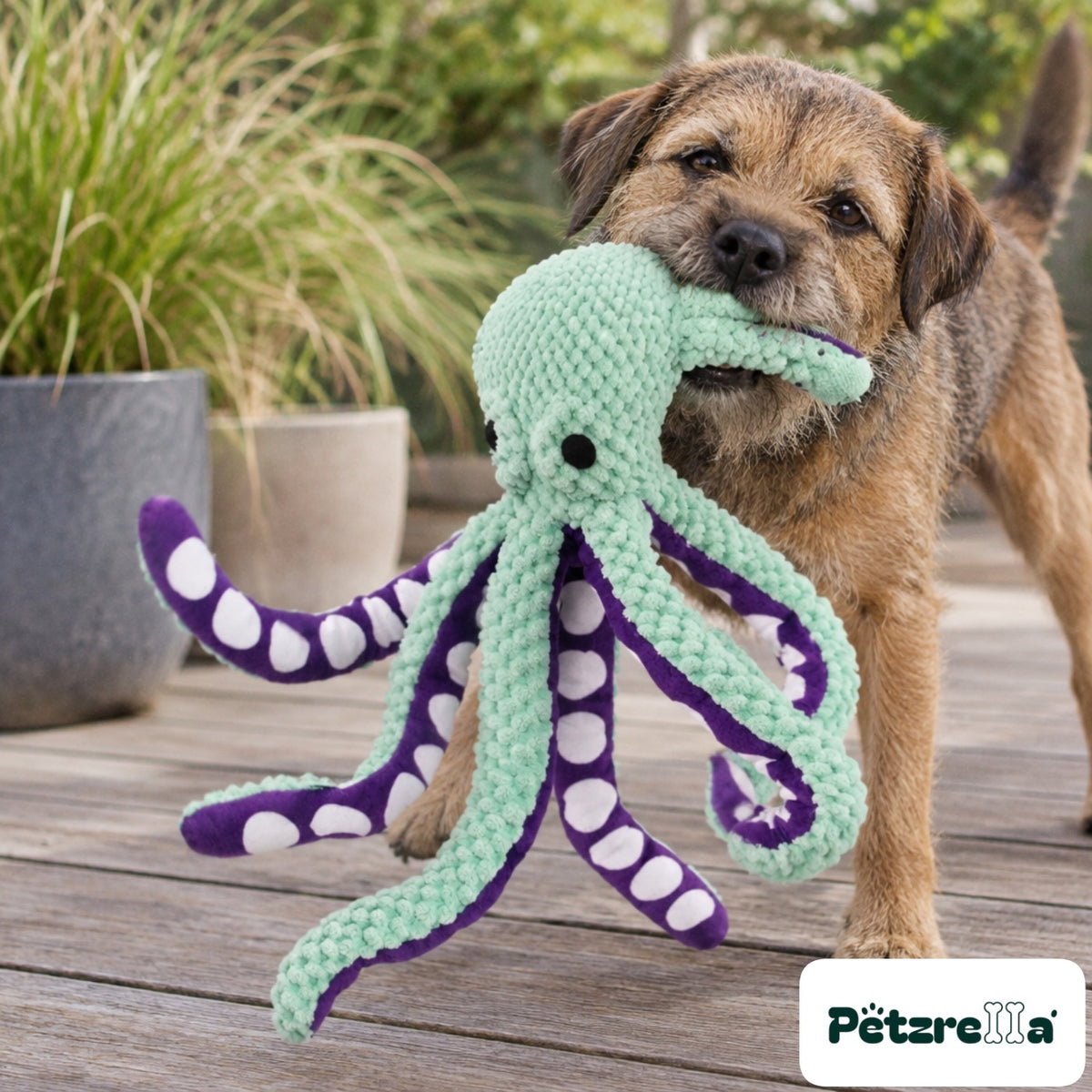 Petzrella OctoSqueak Dog Toy - Border Terrier on wooden deck