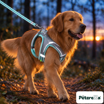 Petzrella Reflective Padded Harness Set - Golden Retriever at dusk