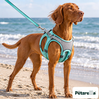 Petzrella Reflective Padded Harness Set - Vizsla on sandy beach