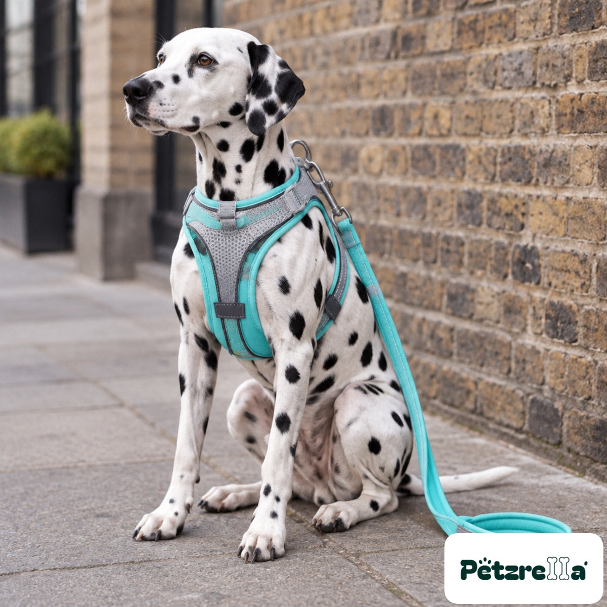 Petzrella Reflective Padded Harness Set - Dalmatian on city pavement