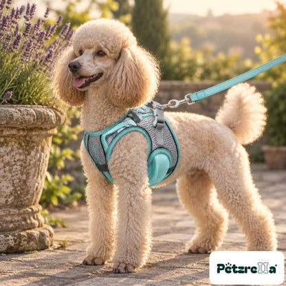 Petzrella Reflective Padded Harness Set - Poodle on garden terrace