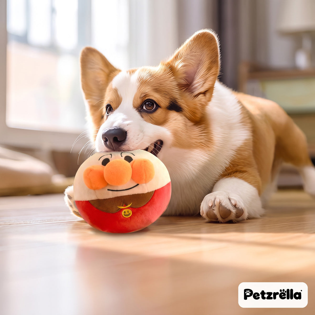 Petzrella electric bouncing dog toy held by a corgi on a sunny wooden living room floor