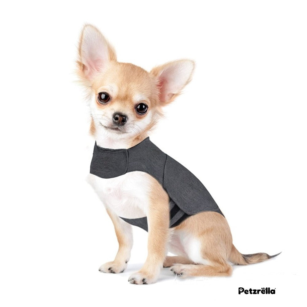 Small dog wearing the Petzrella calming vest in grey