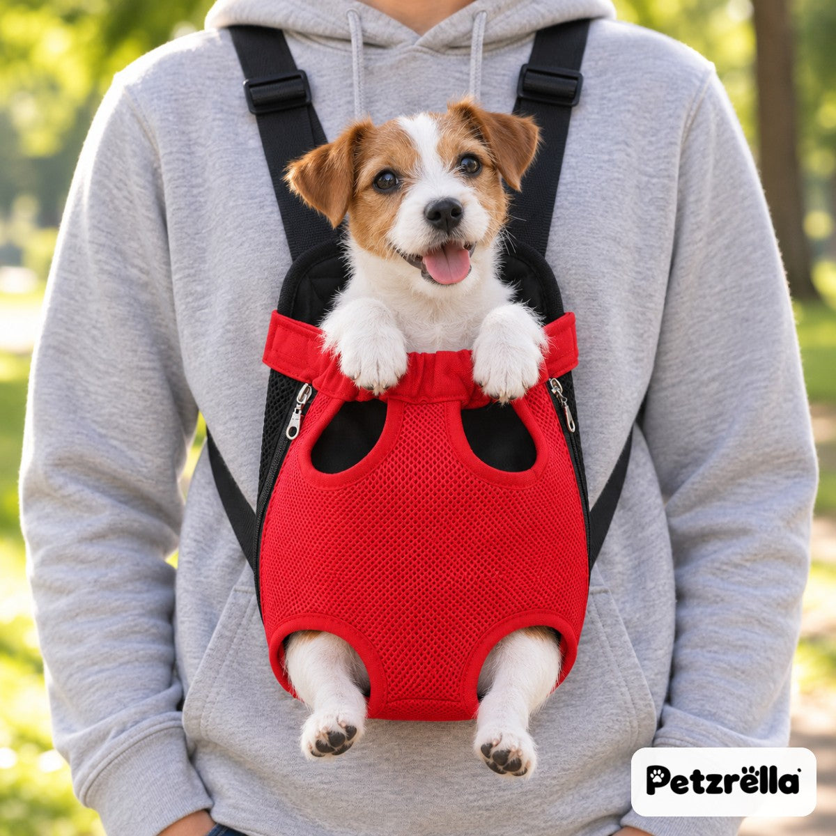 Jack Russell puppy in the red Petzrella front pet carrier, legs out, worn on the chest in a park