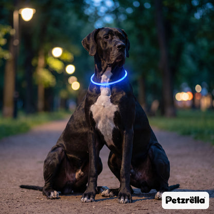 Petzrella LED light-up collar glowing blue on a Great Dane in a park at dusk