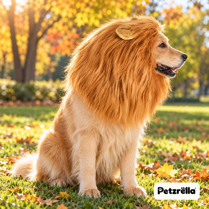 Petzrella lion mane for dogs worn by a Golden Retriever in an autumn park