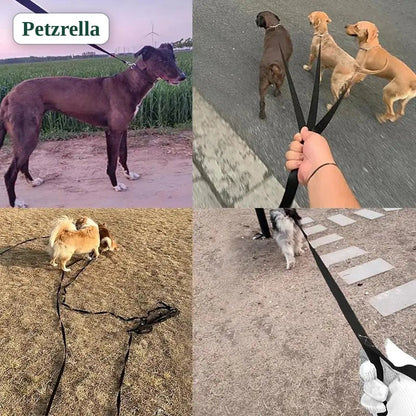 Dogs on walks with the Petzrella long training leash
