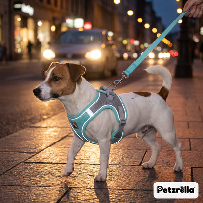 Petzrella reflective padded harness and leash on a Jack Russell during a night city walk