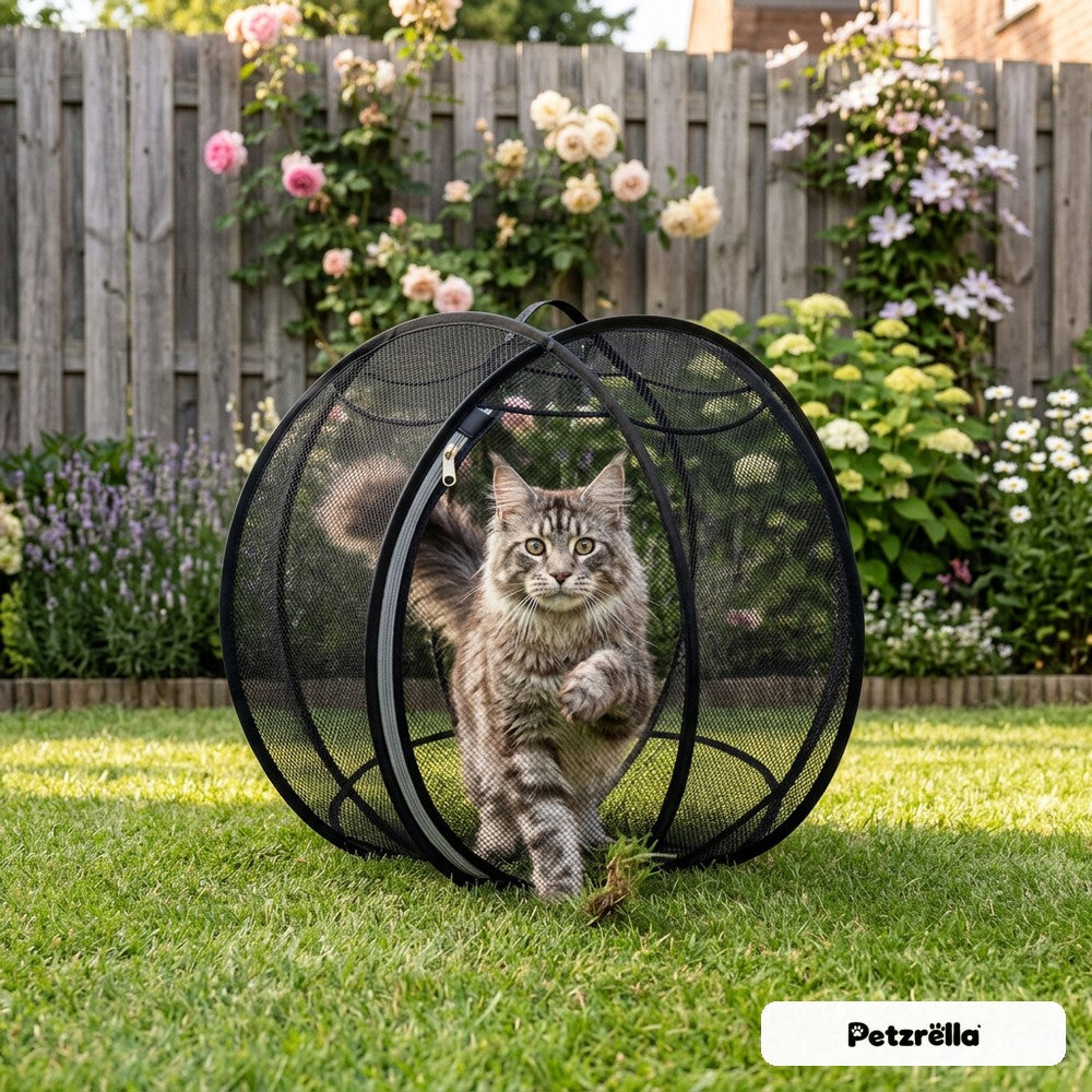 Petzrella Rolling Cat Ball in black with a Maine Coon cat walking inside on a garden lawn