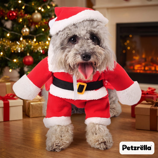 Small dog in the Petzrella Santa Claus costume in a cosy Christmas living room