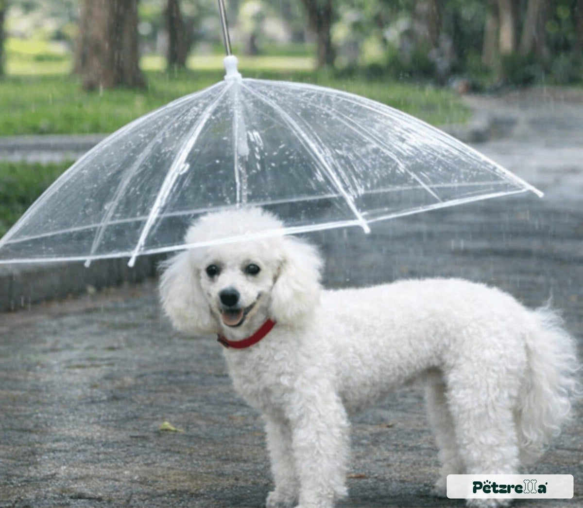 Petzrella Transparent Pet Umbrella with Integrated Leash – Clear