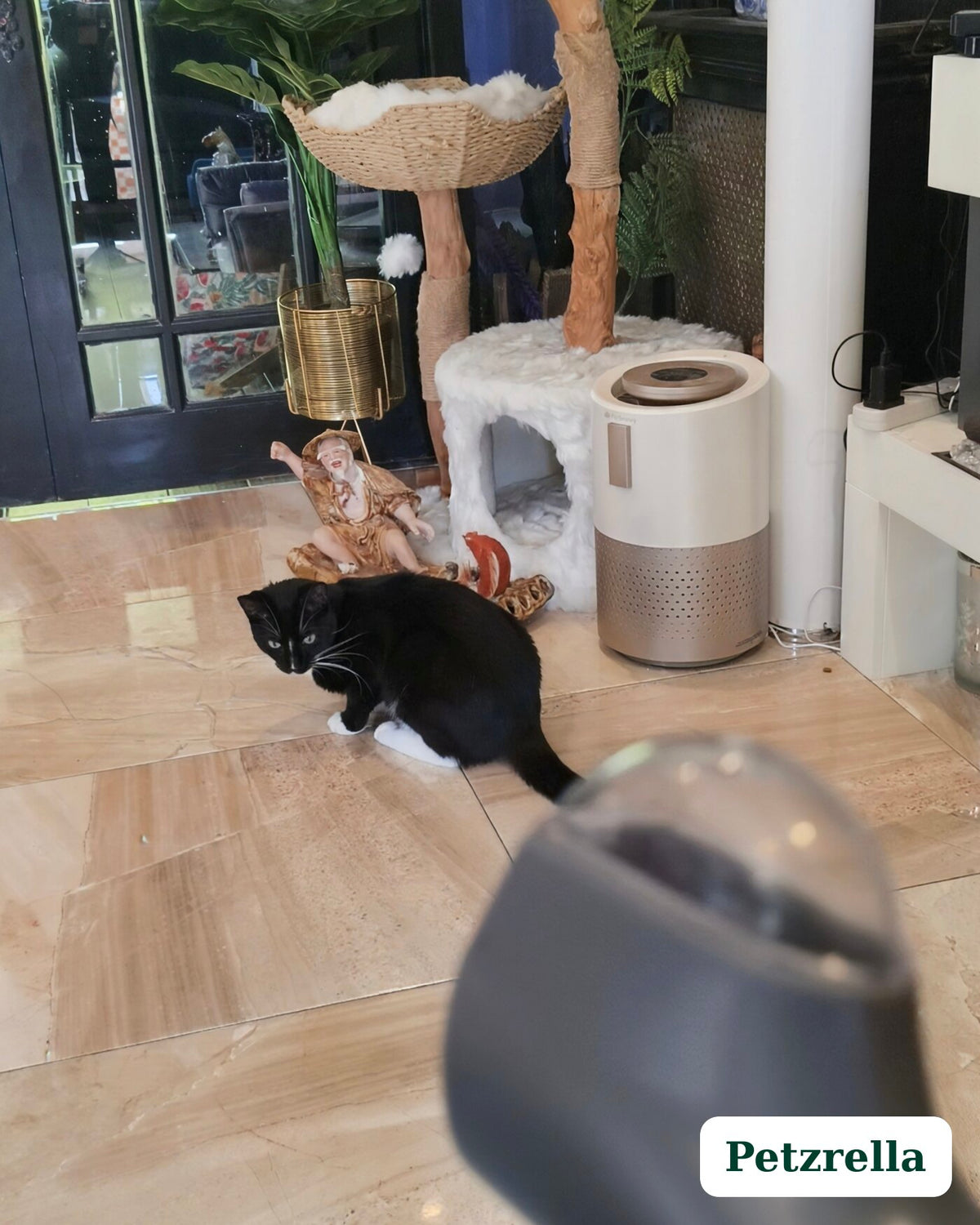 Petzrella Lanceur de Friandises Interactif pour Chien