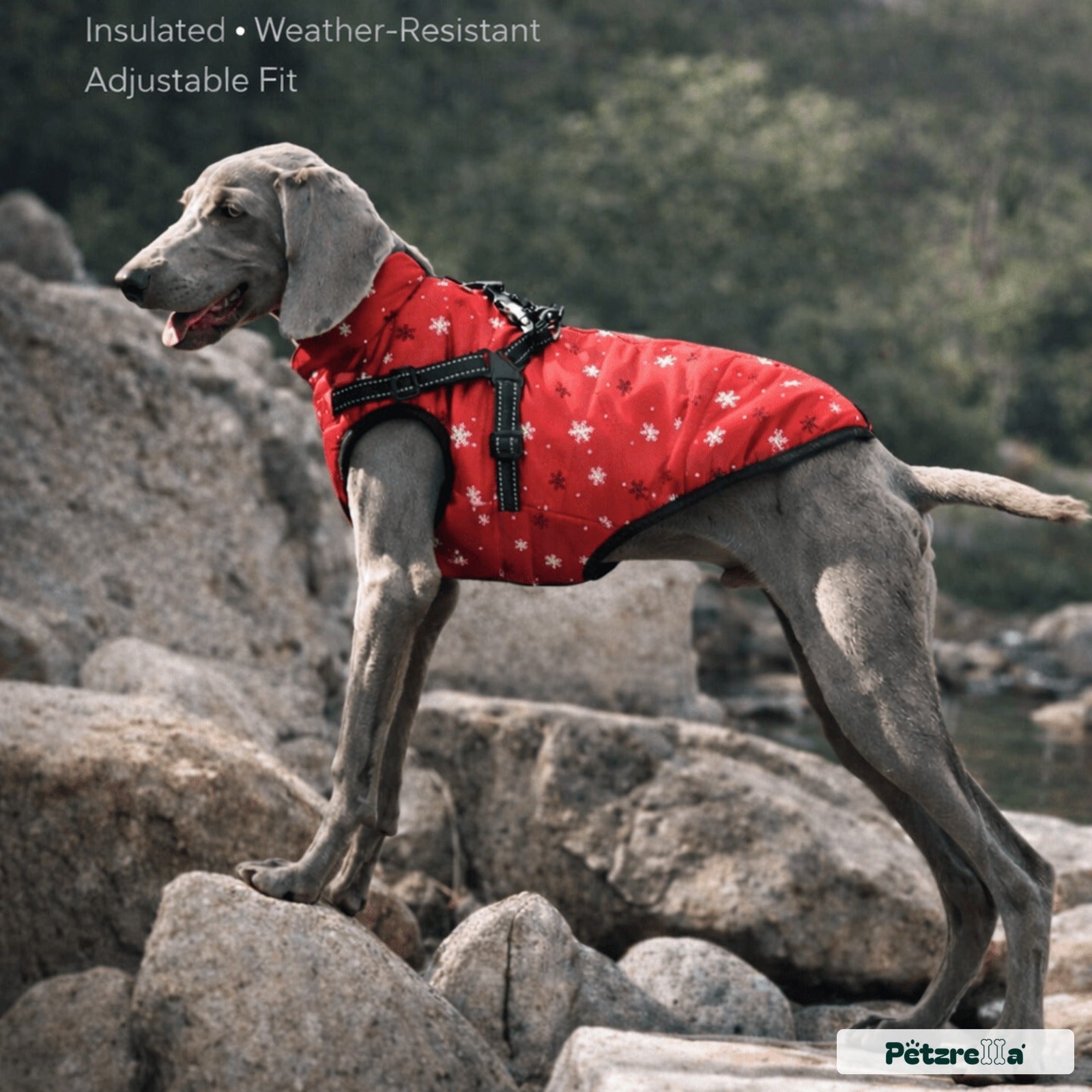 Petzrella Winter Dog Jacket with Integrated Harness – Waterproof & Warm (S–5XL) - Petzrella Kft.