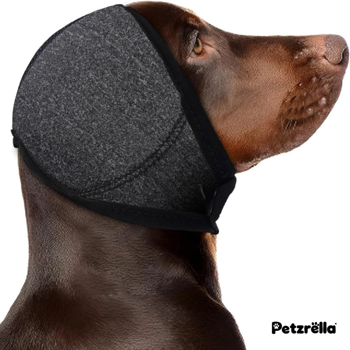 Petzrella Dog Ear Muffs noise hood on a dog