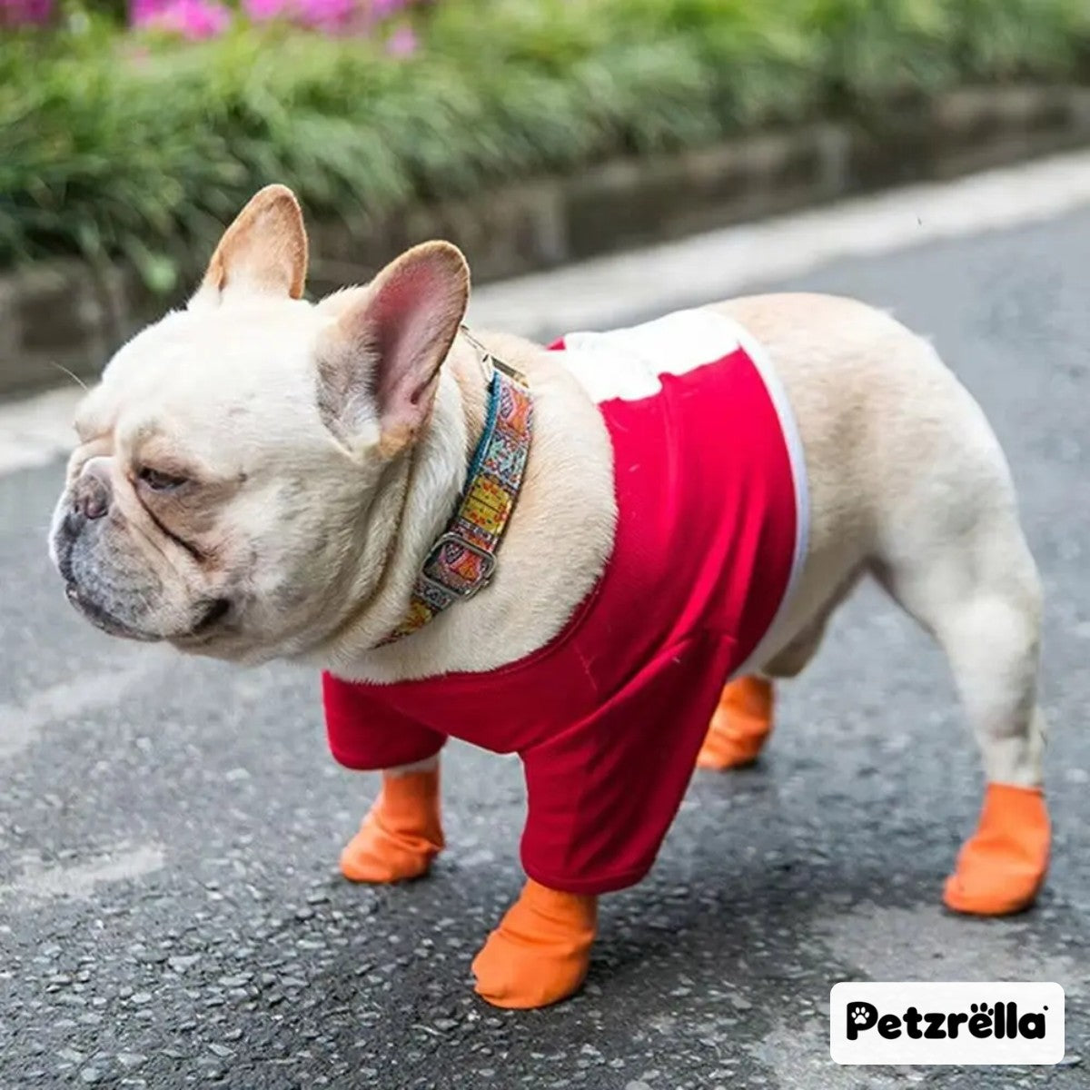 Petzrella Rubber Dog Boots on a French Bulldog